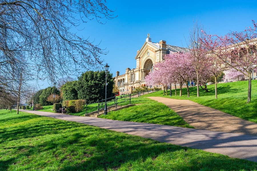 Cherry blossoms in Alexandra Park, London, UK